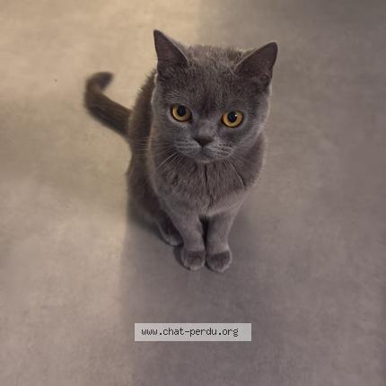 Photo 1/1 Louna Chat perdu à Franconville la garenne