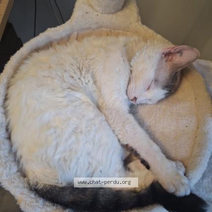 Photo 1/1 Chat retrouvé Perdu à Saint martin d heres