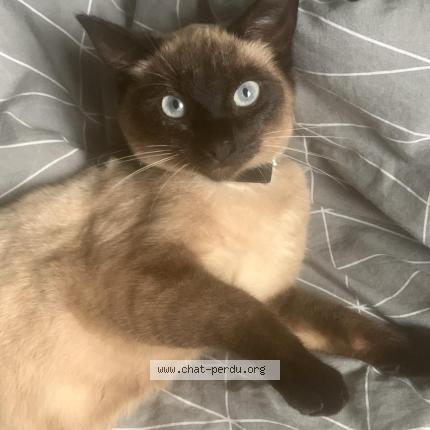 Photo 1/1 Fifi Chat perdu à Wattrelos