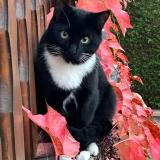 Photo de chat perdu à Thal Marmoutier