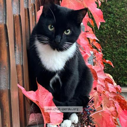 Photo 1/1 Diego Chat perdu à Thal marmoutier