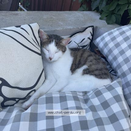 Photo 1/1 Charlie Chat perdu à Saint ismier