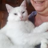 Photo de chat perdu à Gouy En Artois