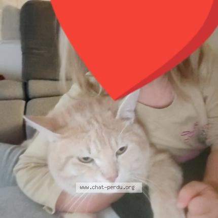 Photo 1/1 Filou Chat perdu à Leers
