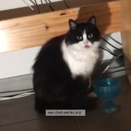 Photo 1/1 ELLE EN AVAIT PAS Chat perdu à Vence