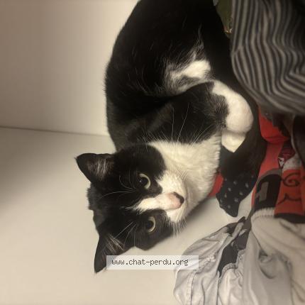 Photo 1/1 Loki Chat perdu à Questembert