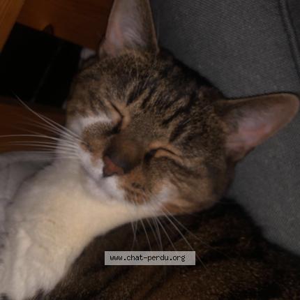 Photo 1/1 Lila Chat perdu à Neuilly sur marne