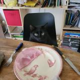 Photo de chat perdu à Angers