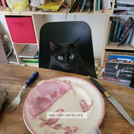 Photo 1/1 Mephisto Chat perdu à Angers