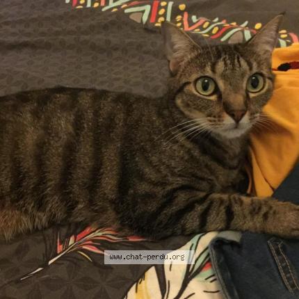 Photo 1/1 LOLA Chat perdu à Fontaine saint martin