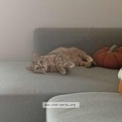 Photo 1/1 Dido Chat perdu à Herouville st clair