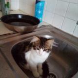 Photo de chat perdu à Salbris