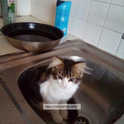 Photo 1/1 Caline Chat perdu à Salbris