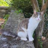 Photo de chat perdu à Ville Di Pietrabugno