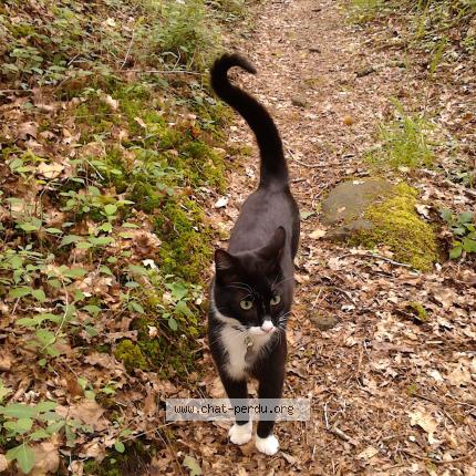 Photo 1/1 Chat retrouvé Perdu à Crach