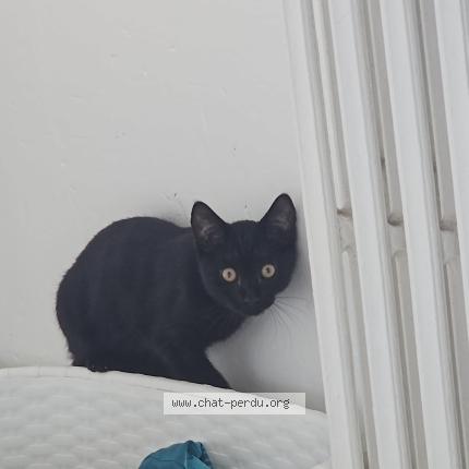 Photo 1/1 Zola Chat perdu à Bihorel