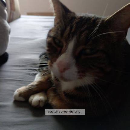 Photo 1/1 Tsuki Chat perdu à Mosnes