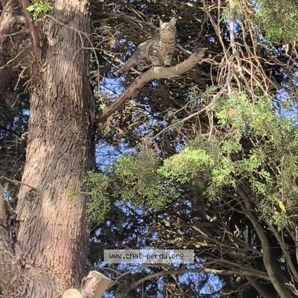 Photo 1/1 Martin Prescillia Chat perdu à Arzens