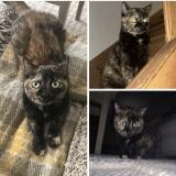 Photo de chat perdu à Segonzac