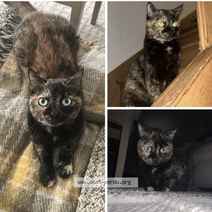 Photo 1/1 Mimi geisha Chat perdu à Segonzac