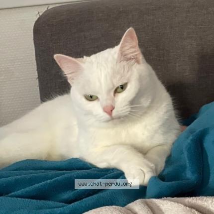 Photo 1/1 Blanche Chat perdu à Beaumont hague
