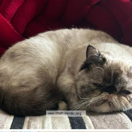 Photo de chat perdu à Saint Herblain