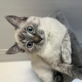 Photo de chat perdu à Donzac