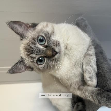 Photo 1/1 Esm&eacute;e Chat perdu à Donzac