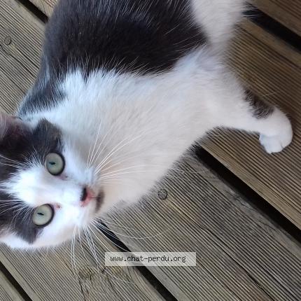 Photo 1/1 Ventoline Chat perdu à Le vaudreuil