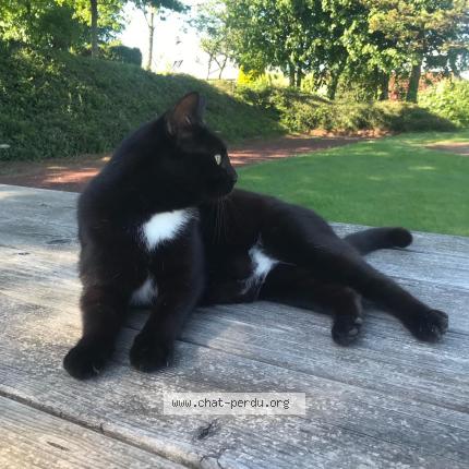 Photo 1/1 Shoka Chat perdu à Fermanville