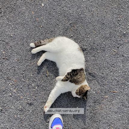 Photo de chat perdu à Beziers