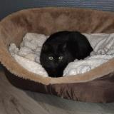 Photo de chat perdu à 62800 Lievin