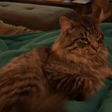 Photo de chat perdu à Saint Joseph Du Lac