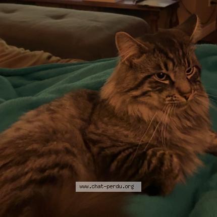 Photo 1/1 Link Chat perdu à Saint joseph du lac