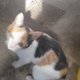 Photo de chat perdu à Oruro