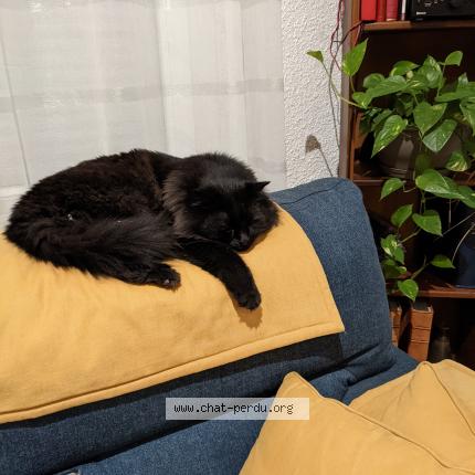 Photo 1/1 Rom&eacute;o Chat perdu à Narbonne