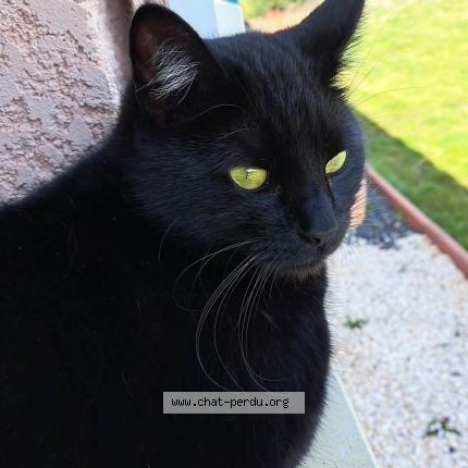 Photo 1/1 Jiji Chat perdu à Vernassal