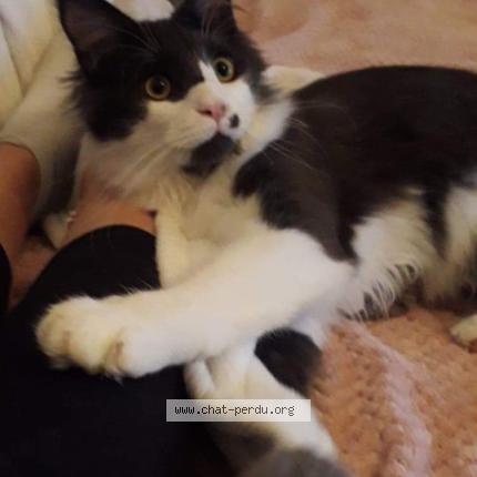 Photo de chat perdu à La Turbie