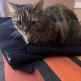 Photo de chat perdu à Le Vesinet