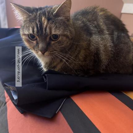 Photo 1/1 Chat retrouvé Perdu à Le vesinet