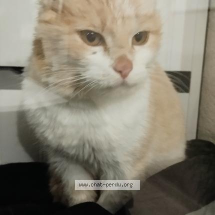 Photo de chat trouvé à Breze