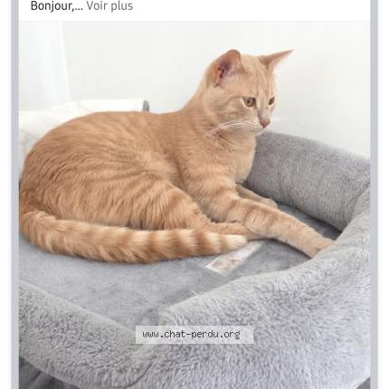 Photo 1/1 Chat retrouvé Trouvé à Arpajon