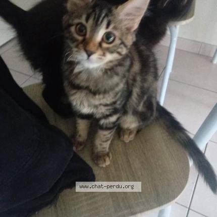 Photo 1/1 Chat retrouvé Perdu à Sainte Livrade Sur Lot