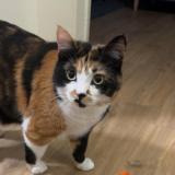 Photo de chat perdu à Aix En Provence