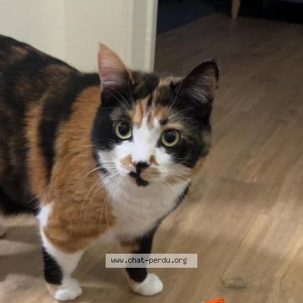 Photo 1/1 UNA Chat perdu à Aix en provence