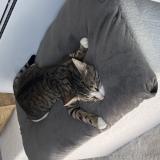 Photo de chat perdu à Aumont En Halatte