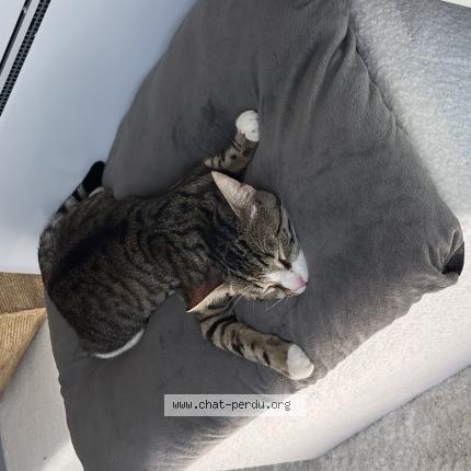 Photo 1/1 Yvan Chat perdu à Aumont en halatte