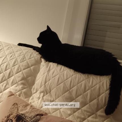 Photo de chat perdu à Saint Vincent De Mercuze