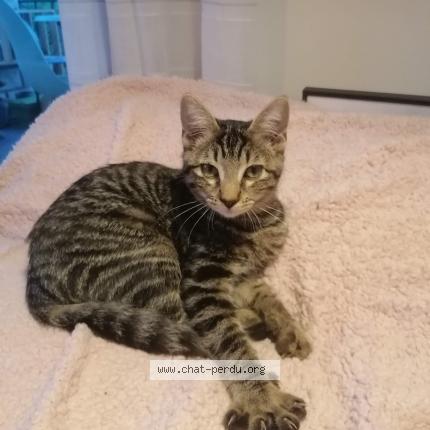 Photo 1/1 Softi Chat perdu à Argonay