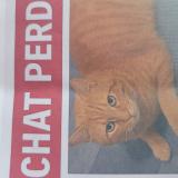 Photo de chat perdu à Montgeron